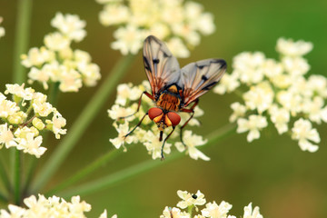 Breitflüflige Raupenfliege
