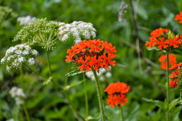 Red wild flower close-up. Wildflowers in the natural environment.