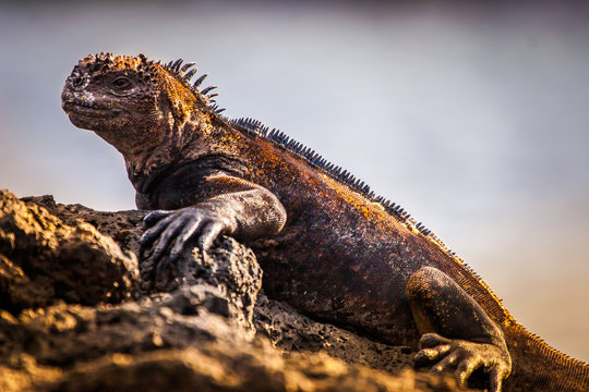Sea iguanas. The Galapagos marine iguana. Lizard from the beach of the Galapagos Islands. Guayaquil. Ecuador. Pacific ocean. The Fauna Of Ecuador