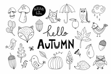Hand drawn autumn elements collection