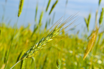 Green wheat field and sunny day. Spike of wheat
