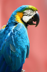 portrait of blue and gold macaw parrot