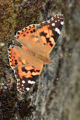 Distelfalter