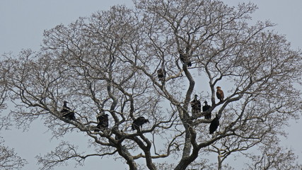 Vultures band in an amazonian tree