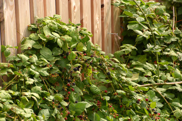rubus sect. rubus in late summer, blackberries growing on the wall of a wooden hut