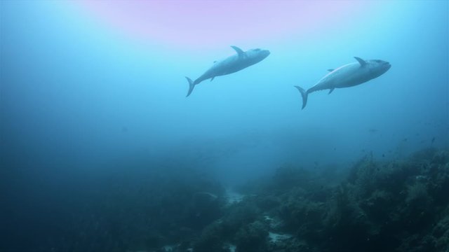 School of Bigeye Trevallies and Dogtooth Tunas on the edge of a coral reef. Tubbataha Reef dive site Shark Airport 4k Footage