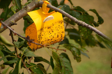 insect glue trap in the tree, Yellow sticky insect trap hanging on the cherry tree
