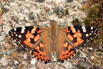 Distelfalter