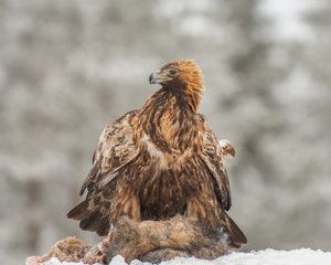 Golden Eagle (Aquila chrysaetos) guarding its prey