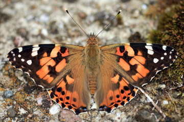Distelfalter