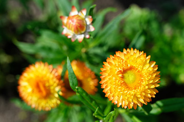 Yellow flower of immortelle on plant.