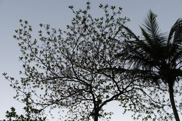 Guaecá