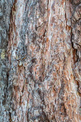 Obraz premium Closeup Tree Bark Texture Background