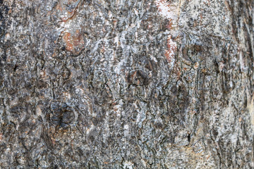 Closeup Tree Bark Texture Background