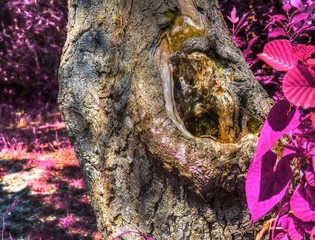 Beautiful fantasy infrared view into a relaxing purple forest