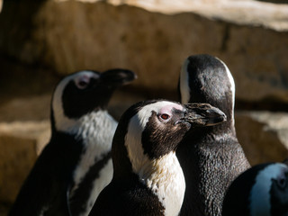 Obraz premium Manchots