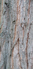 Tree Bark Texture, Extreme Closeup
