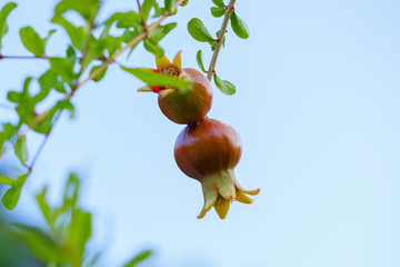 Pomegranate on a branch on a blue background