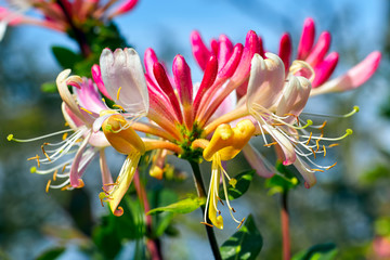 Honeysuckle (Lonicera periclymenum) on a sunny August afrernoon