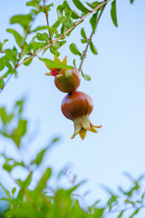 Pomegranate on a branch on a blue background