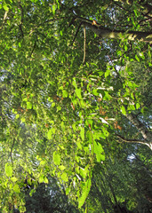 Creative Background - Leaves Texture - Leaves Pattern