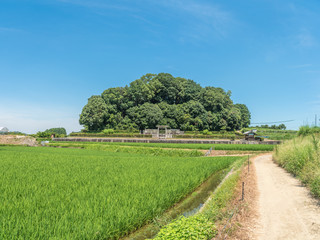 檜隈安古丘上　文武天皇陵