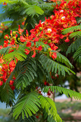 Blooming flamboyant tree with red flowers