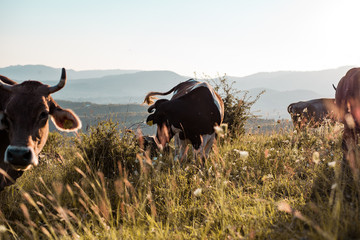 Cows eating grass in summer.