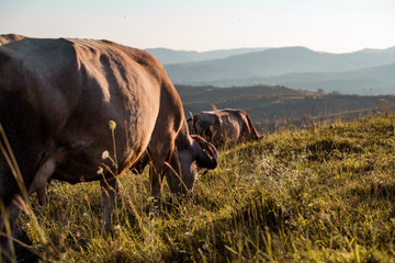 Cow eating grass in summer.
