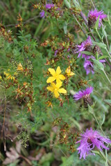  colorful flowers