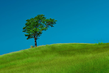 Fototapeta na wymiar Blue Sky Tree an a Hill