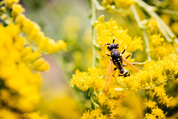 Feldwespe in der freien Natur