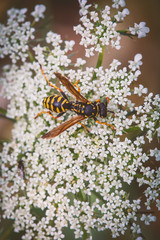 Feldwespe in der freien Natur
