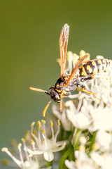 Feldwespe in der freien Natur