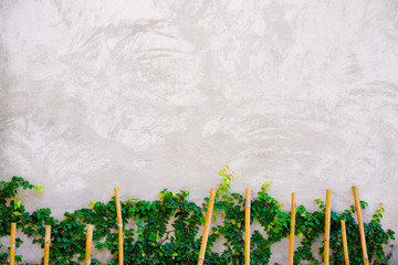 White cement background with plant