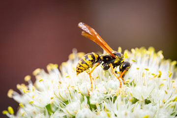 Feldwespe in der freien Natur
