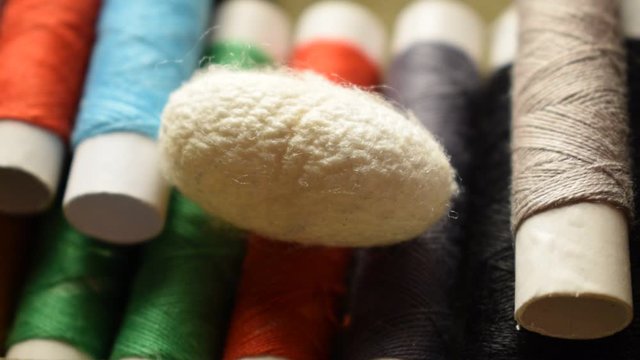 Bozzolo di seta ft9108_0294 Cocoon of B. mori 蚕