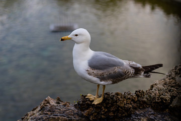 seagull on a rock in the park