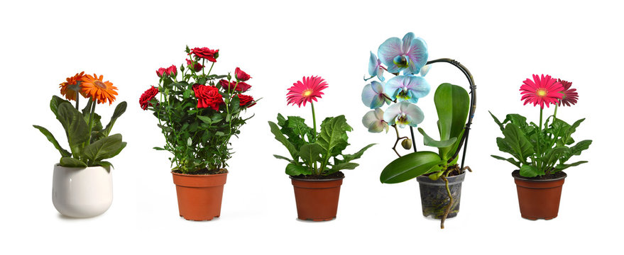 Collection of flower plants in pots isolated on white background
