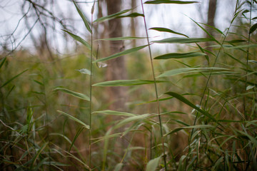 view through the reeds at the edge of the wetlands at flag ponds nature park in calvert county southern maryland usa - obrazy, fototapety, plakaty