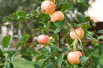 Large juicy  bright apples hanging in the garden on an Apple tree in autumn