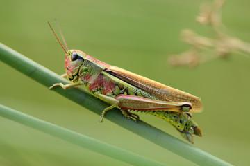 Sumpfschrecke