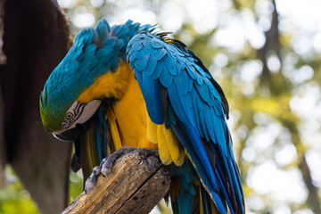 ルリコンゴウインコ