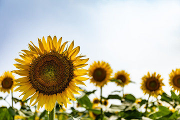 Fototapeta premium Sunflower, taken at Kiyose Tokyo