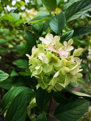 Blumen