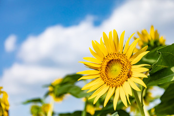 Obraz premium Sunflower, taken at Kiyose Tokyo