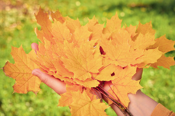 Autumn yellow maple leaves in the hands of a young woman