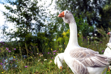Goose mother shall exercise parental supervision of younger older Chicks in a meadow. Background