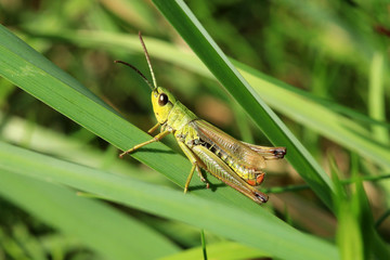 Grashüpfer