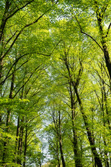 Fototapeta premium trees in the spring with green leaves